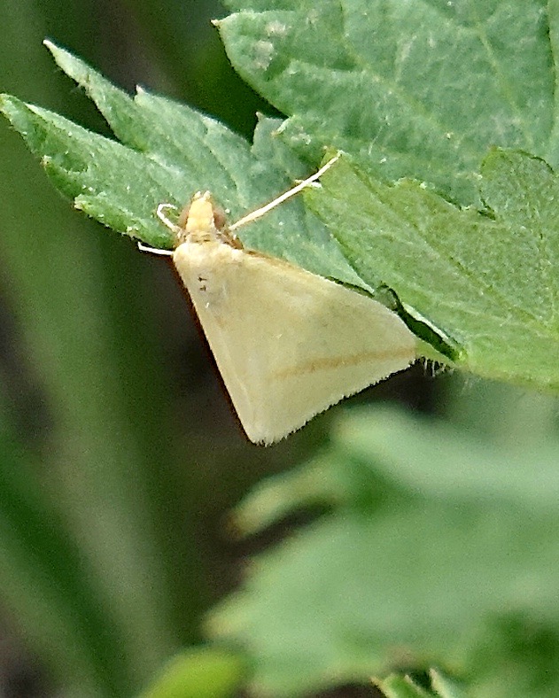 vestal